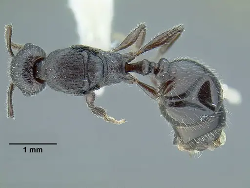 Temnothorax fortispinosus specimen