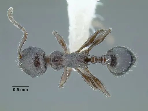 Temnothorax fortispinosus specimen
