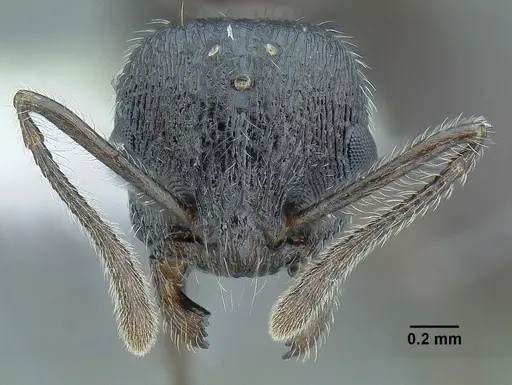 Temnothorax fortispinosus specimen