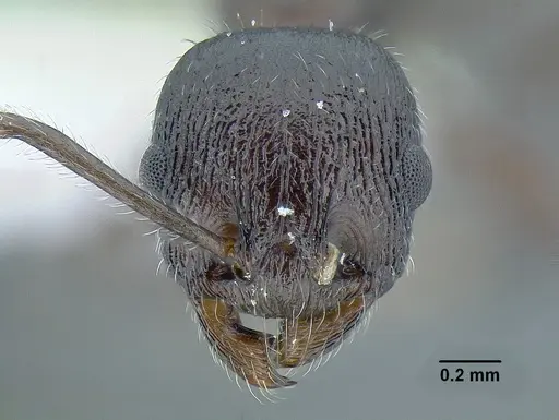 Temnothorax fortispinosus - JTLC000010282