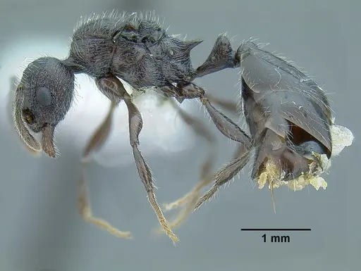 Temnothorax fortispinosus - JTLC000010282