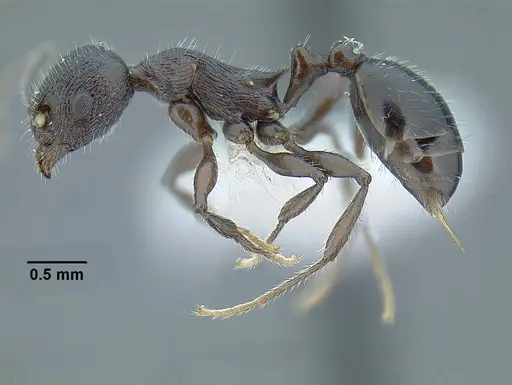 Temnothorax fortispinosus - JTLC000010282