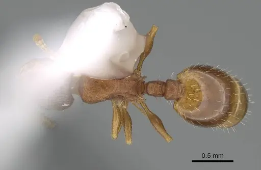 Temnothorax fragosus specimen