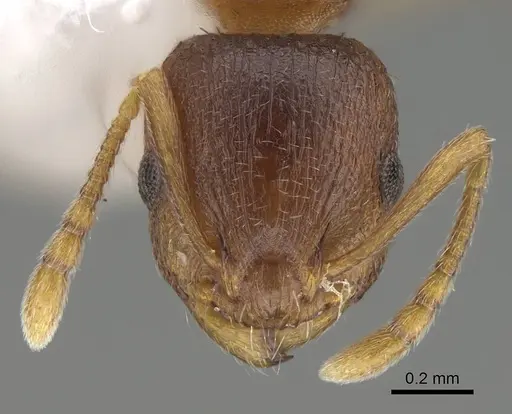 Temnothorax fragosus specimen