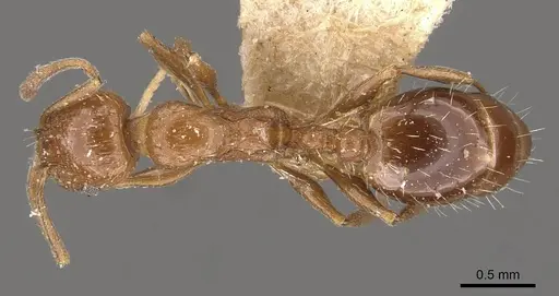 Temnothorax fultonii specimen