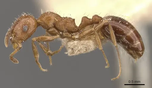 Temnothorax fultonii specimen