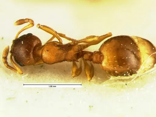 Temnothorax furunculus specimen