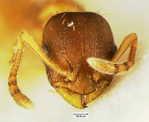 Temnothorax furunculus specimen