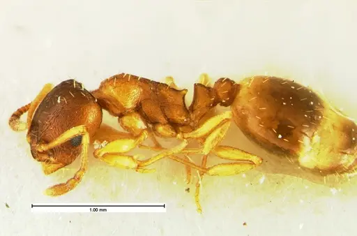 Temnothorax furunculus specimen