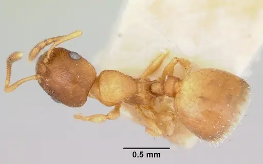 Temnothorax furunculus - CASENT0172592