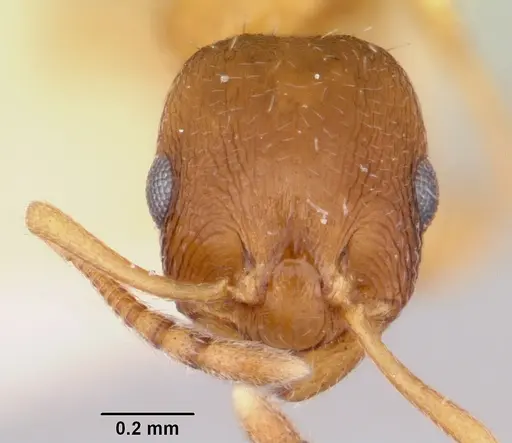 Temnothorax furunculus - CASENT0172592
