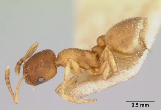 Temnothorax furunculus - CASENT0172592