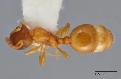 Temnothorax furunculus - UTEPENTO60001