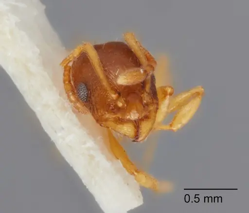 Temnothorax furunculus - UTEPENTO60001