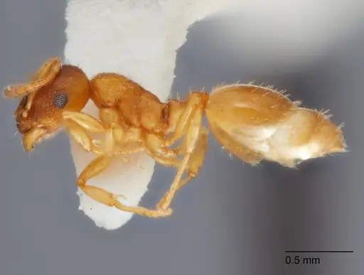 Temnothorax furunculus - UTEPENTO60001
