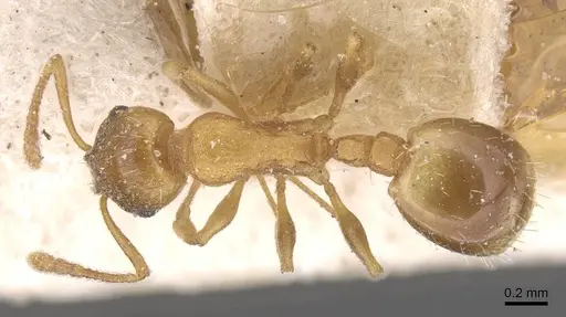 Temnothorax gentilis specimen