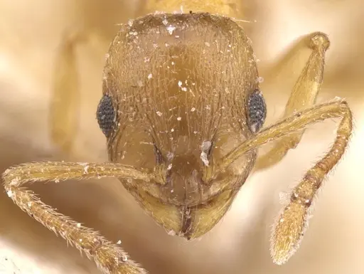 Temnothorax gentilis specimen