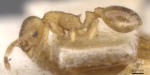 Temnothorax gentilis specimen