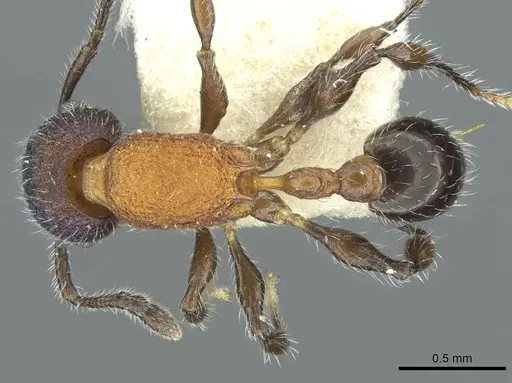 Temnothorax gibbifer specimen