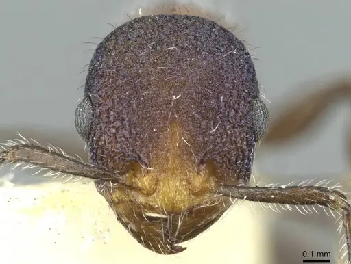 Temnothorax gibbifer specimen