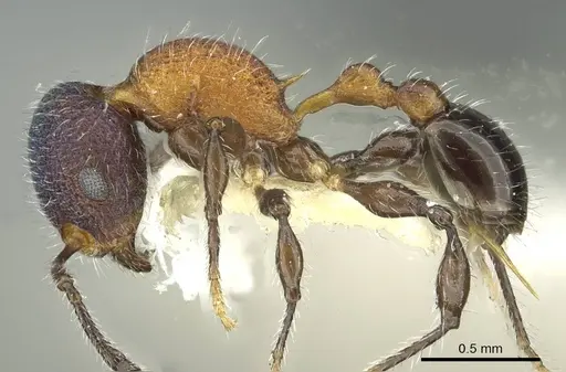 Temnothorax gibbifer specimen