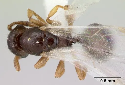 Temnothorax gordiagini specimen