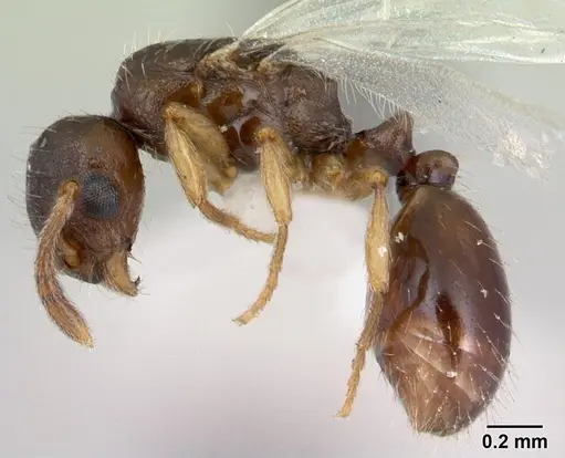 Temnothorax gordiagini specimen