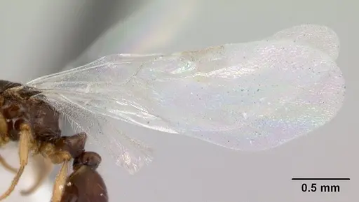 Temnothorax gordiagini - CASENT0178548