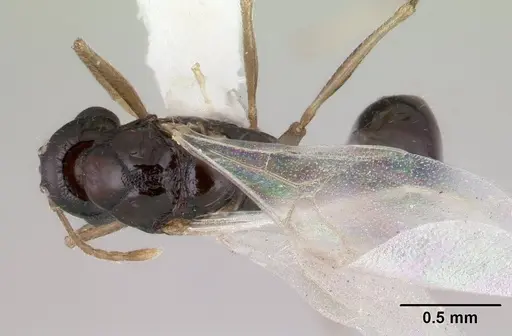 Temnothorax gordiagini - CASENT0178549