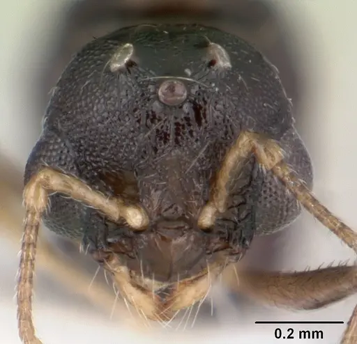 Temnothorax gordiagini - CASENT0178549