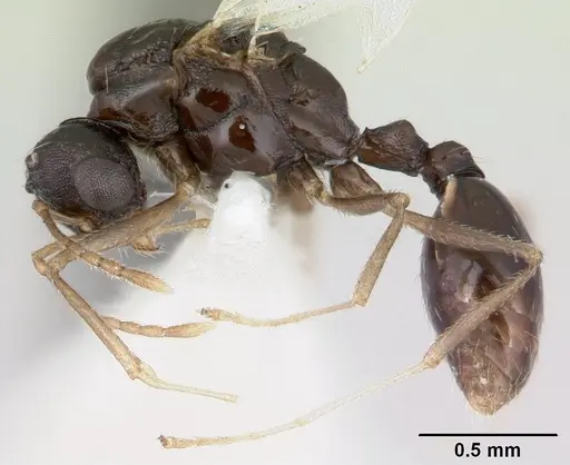 Temnothorax gordiagini - CASENT0178549