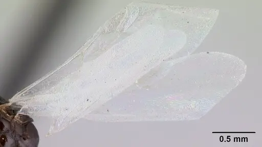 Temnothorax gordiagini - CASENT0178549