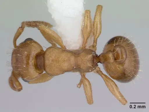 Temnothorax gordiagini - CASENT0178550