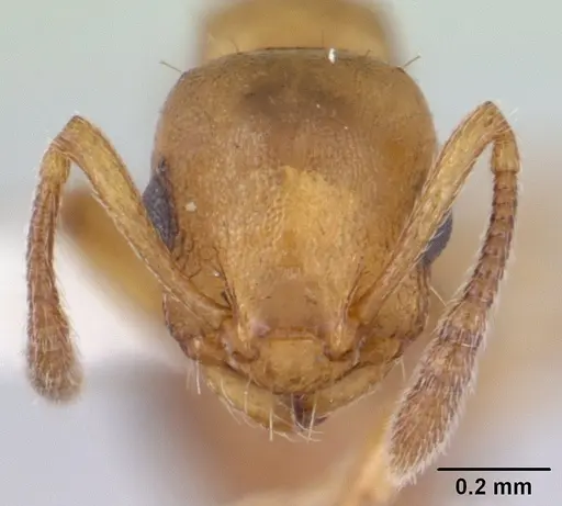 Temnothorax gordiagini - CASENT0178550