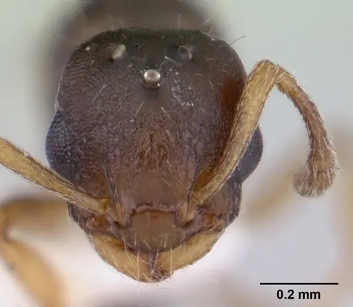 Temnothorax gordiagini - CASENT0178551