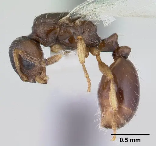 Temnothorax gordiagini - CASENT0178551