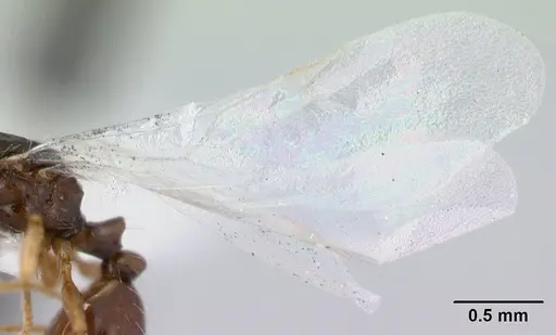 Temnothorax gordiagini - CASENT0178551