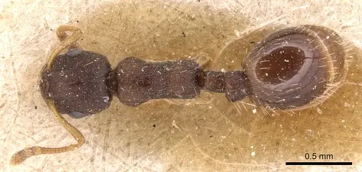 Temnothorax gordiagini - CASENT0904773