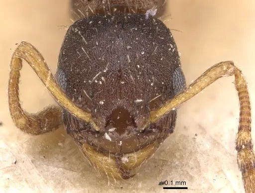 Temnothorax gordiagini - CASENT0904773