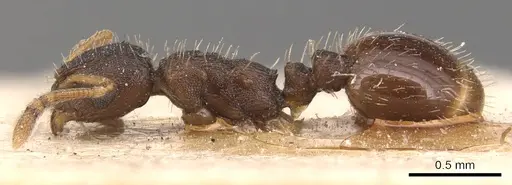 Temnothorax gordiagini - CASENT0904773