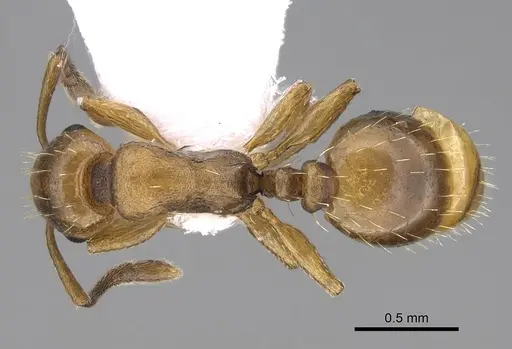 Temnothorax gordiagini - CASENT0922702