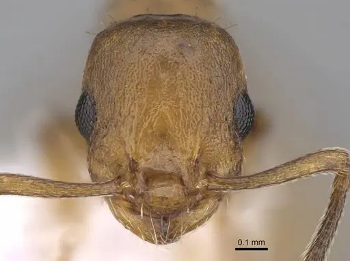 Temnothorax gordiagini - CASENT0922702