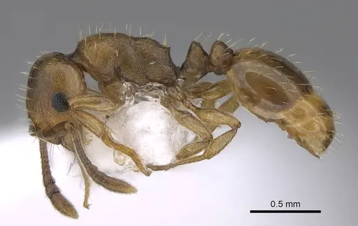 Temnothorax gordiagini - CASENT0922702