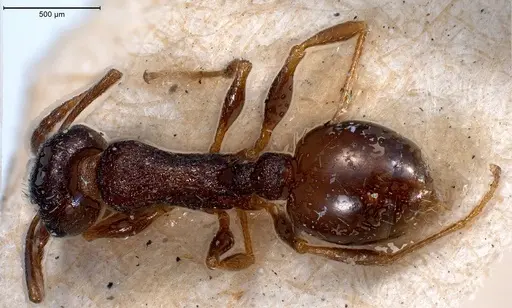 Temnothorax grouvellei specimen