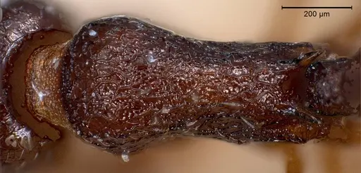 Temnothorax grouvellei specimen