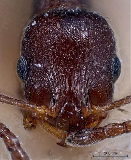 Temnothorax grouvellei specimen