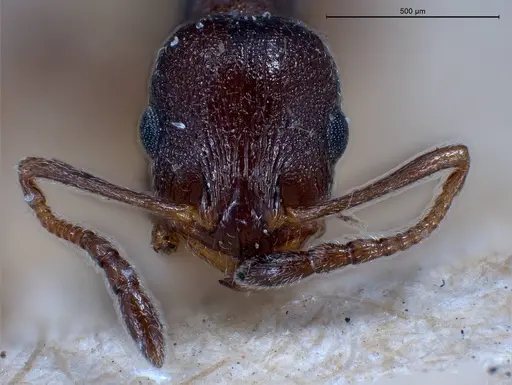 Temnothorax grouvellei - ANTWEB1008440