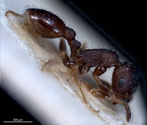 Temnothorax grouvellei - ANTWEB1008440
