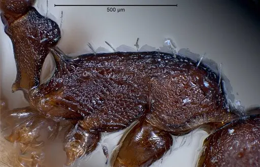 Temnothorax grouvellei - ANTWEB1008440