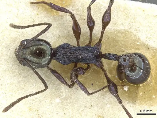 Temnothorax gundlachi specimen